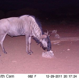 Trail Camera Namibia