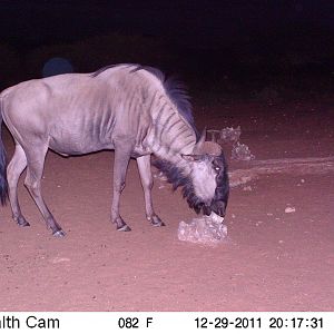 Trail Camera Namibia