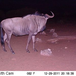 Trail Camera Namibia