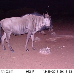 Trail Camera Namibia