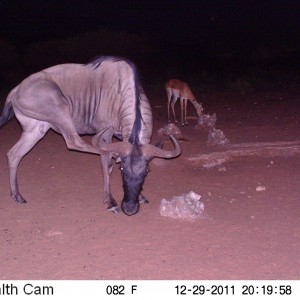 Trail Camera Namibia