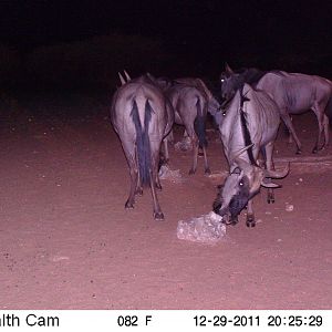 Trail Camera Namibia