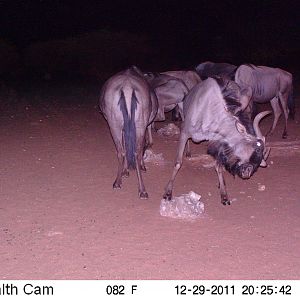 Trail Camera Namibia