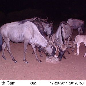 Trail Camera Namibia