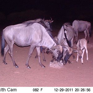 Trail Camera Namibia