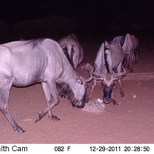 Trail Camera Namibia