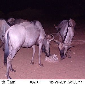 Trail Camera Namibia