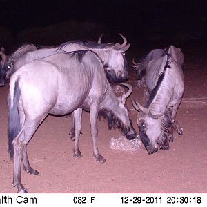 Trail Camera Namibia