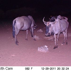 Trail Camera Namibia