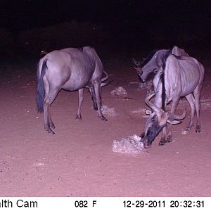 Trail Camera Namibia