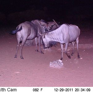 Trail Camera Namibia