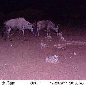 Trail Camera Namibia