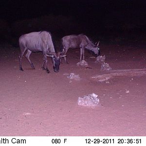 Trail Camera Namibia