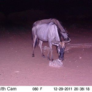 Trail Camera Namibia