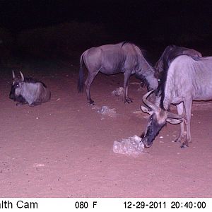 Trail Camera Namibia