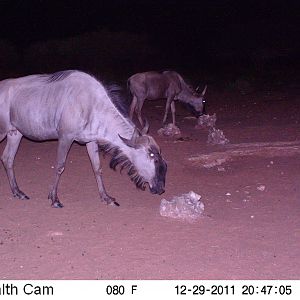 Trail Camera Namibia