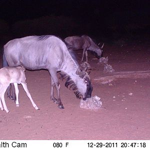 Trail Camera Namibia