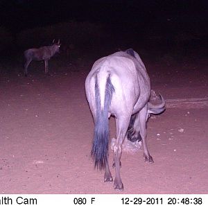 Trail Camera Namibia