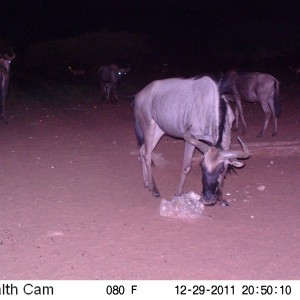 Trail Camera Namibia