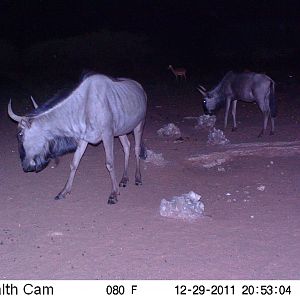 Trail Camera Namibia