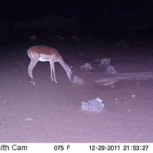 Trail Camera Namibia