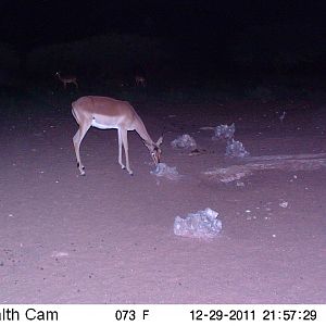 Trail Camera Namibia