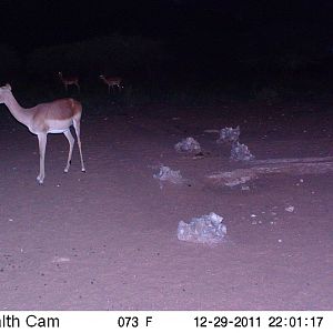 Trail Camera Namibia