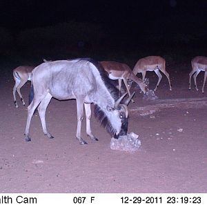 Trail Camera Namibia