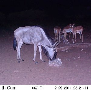 Trail Camera Namibia