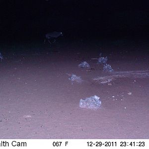 Trail Camera Namibia