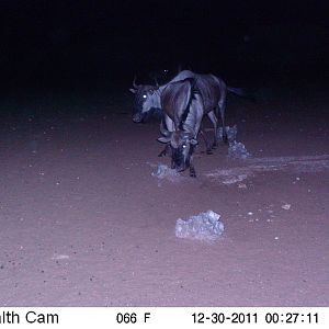 Trail Camera Namibia