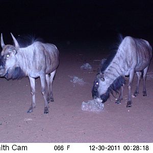 Trail Camera Namibia