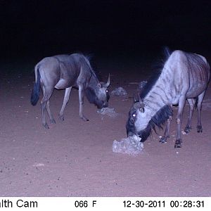 Trail Camera Namibia