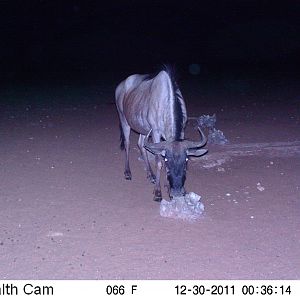 Trail Camera Namibia