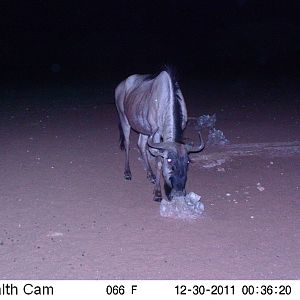 Trail Camera Namibia