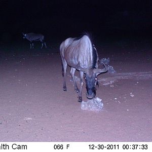 Trail Camera Namibia