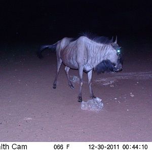 Trail Camera Namibia