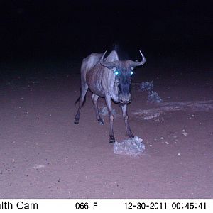 Trail Camera Namibia