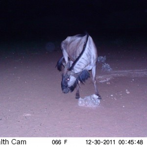 Trail Camera Namibia