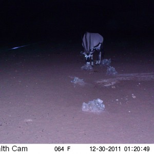 Trail Camera Namibia