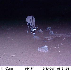 Trail Camera Namibia