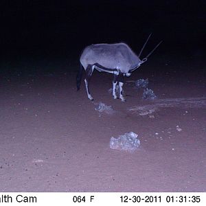 Trail Camera Namibia