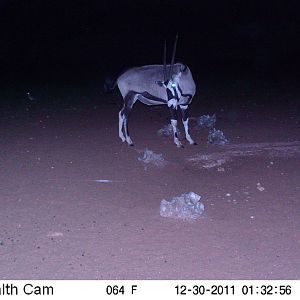 Trail Camera Namibia