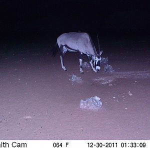 Trail Camera Namibia