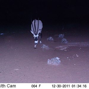 Trail Camera Namibia