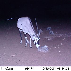 Trail Camera Namibia