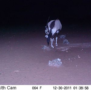 Trail Camera Namibia