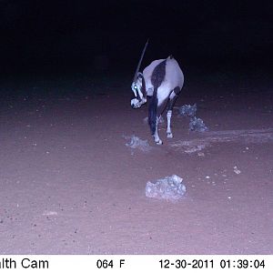 Trail Camera Namibia