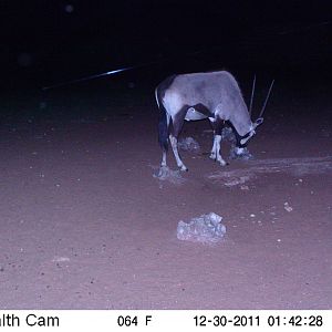 Trail Camera Namibia