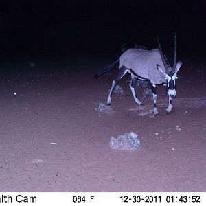 Trail Camera Namibia